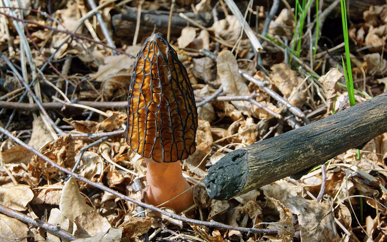 mushroom, morel, spring-2275785.jpg